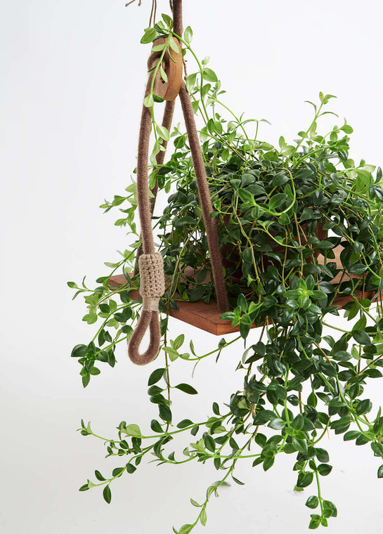 Cacao Outdoor Swing