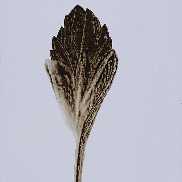 ASH FLORA #3 Print